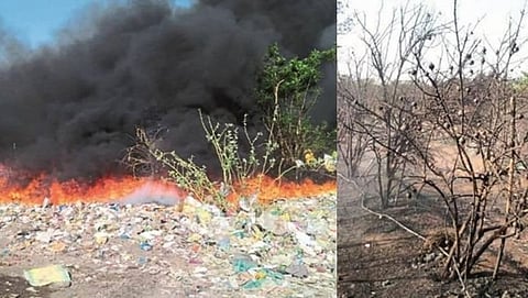 Mango and cashew plantations were completely destroyed in a fire at Dadachwadi Dhargal