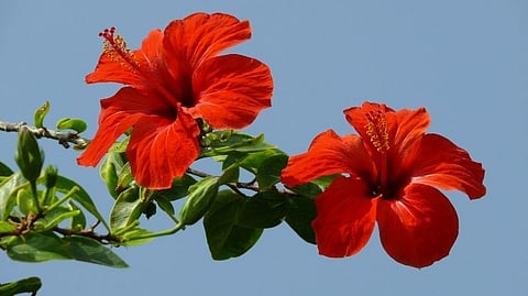 Hibiscus oil