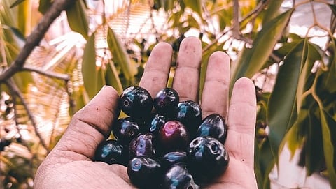 jamun|jambhul