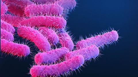 Shigella Bacteria