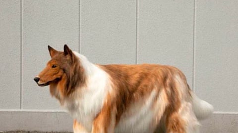 man spends 11 lakh to fulfill his dream of Living as a dog with ultra realistic costume