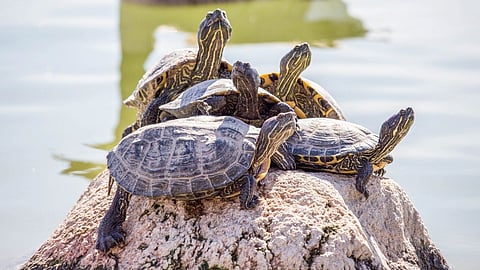 World Turtle Day 2022