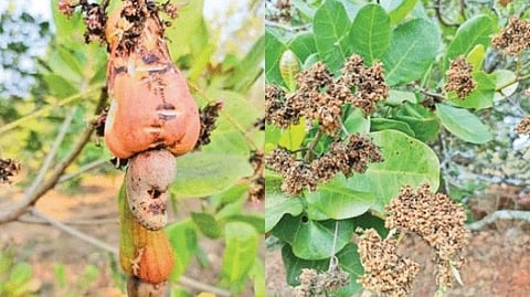 Goa cashew feni
production declines