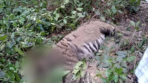 TIger News