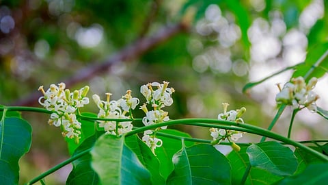 Neem Flower