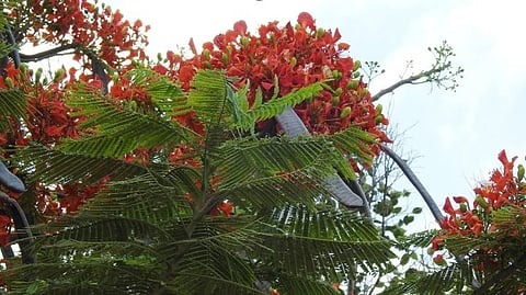 Gulmohar tree