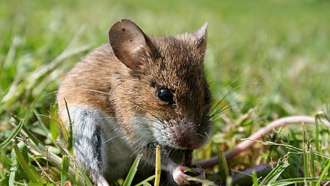 Rat