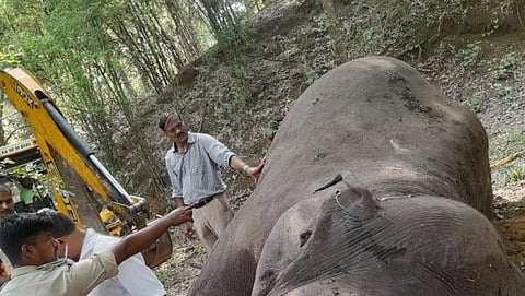 Elephant