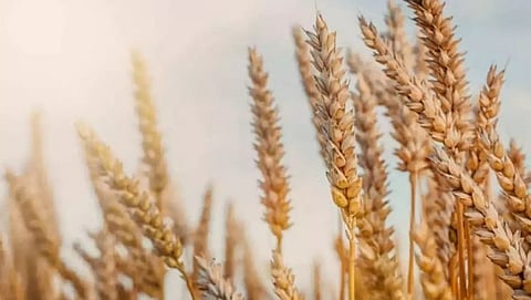 Wheat