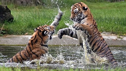 Pair of tigers