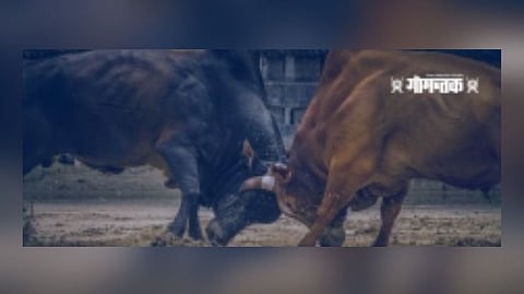 Bull Competition