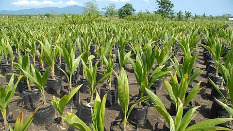 Coconut Cultivation
