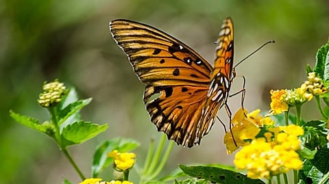 Butterfly