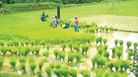 Goa Farming