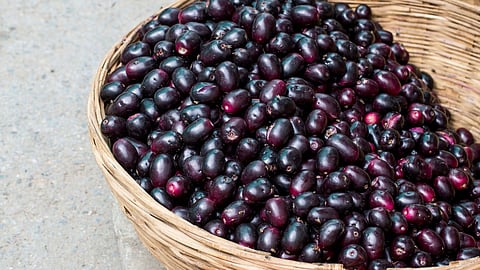 Jamun