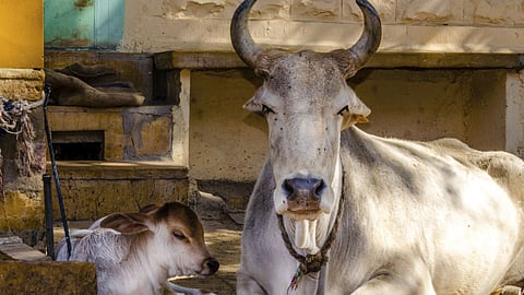 Cattle