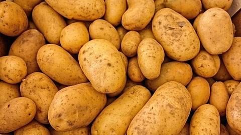 Potato
