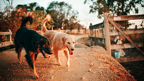 Dogs