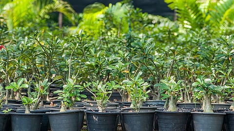 Goa| Goa Nursery