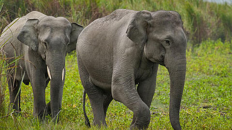 Elephants