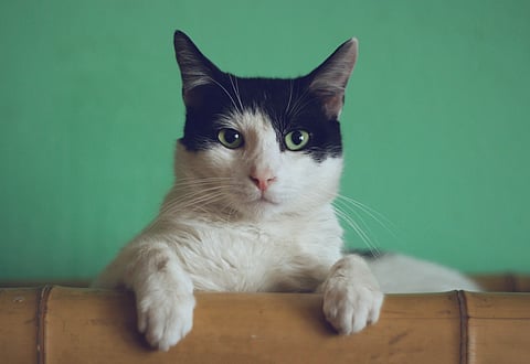 Astro Tips of Cat for Money