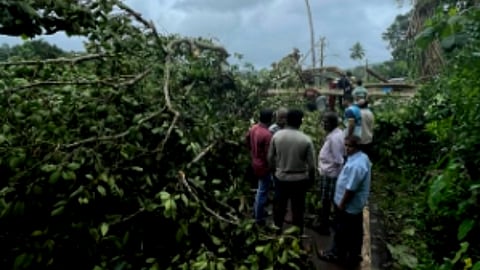 Tree Fallen