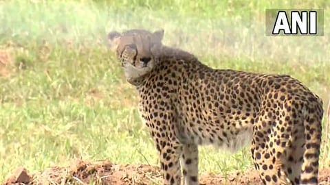 Cheetahs