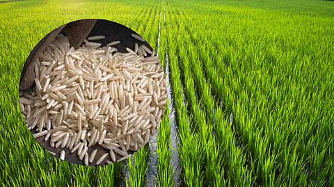 Goa Agriculture