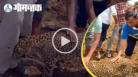 Viral Video of Leopard