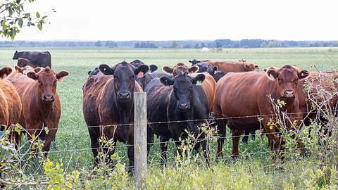 Goa News | Cattle