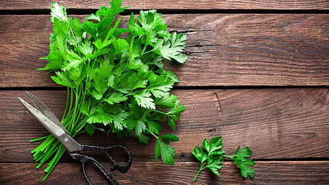 Benefits of Consuming Parsley