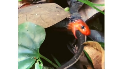 Viral Video Snake Eating Another Snake