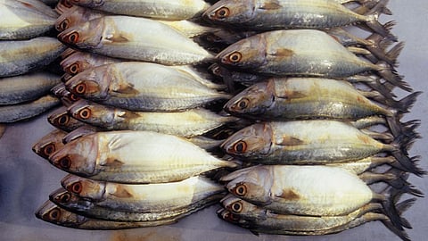 Goa Fish Rate: गोवा राज्यात शंभर रुपयांना पंधरा 'बांगडे'