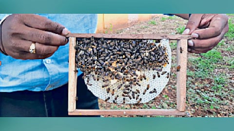 honey news