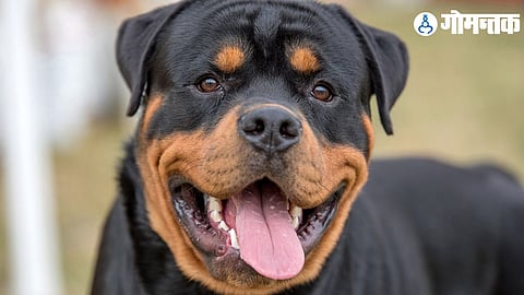 Police Warns Dog Owner: कुत्र्याला मोकाट सोडल्याने मालकाविरोधात पोलिसांत तक्रार