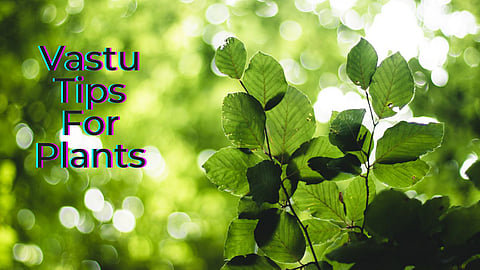 Vastu Tips For Plants