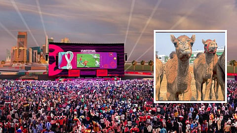 Camel Flu | FIFA World Cup 2022