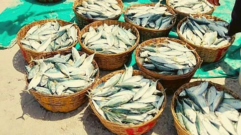 Goa Mackerel Price