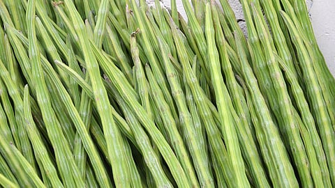 Drumstick | Vegetables Rate in Goa | Vegetables Price in Goa | Drumstick benefits
