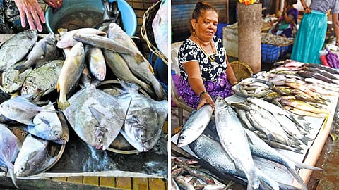 Goa Fish Market