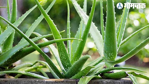 Benefits of Aloe Vera