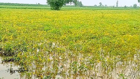 Shiroda | Farm