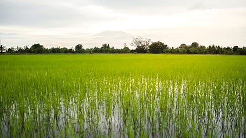 Farm