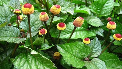 Akarkara Plant and Flowers | Akarkara Benefits and Precautions