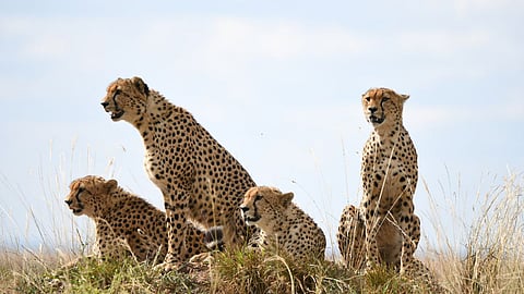 International Cheetah Day