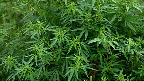 Blog | Hemp