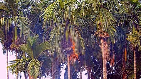 Goa Agriculture