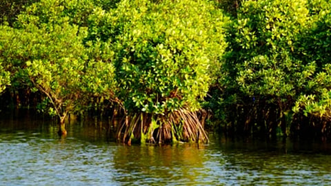 Mangrove trees