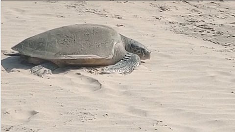 Olive Ridley Turtle
