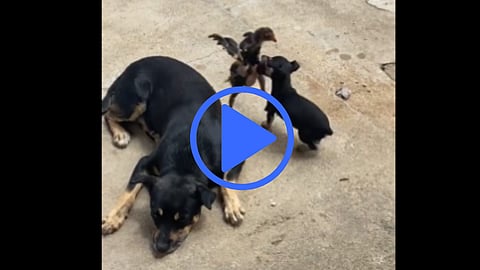 Viral Video